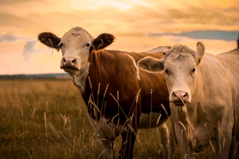 Cows in field